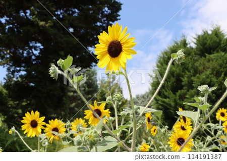 The summer sun is what gives sunflowers their energy The summer sun is what gives sunflowers their energy 114191387