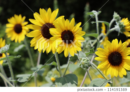 夏日的陽光帶給向日葵能量 114191389