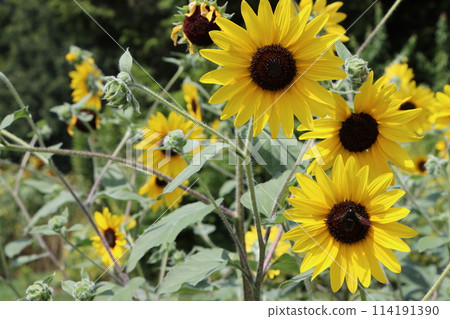 夏季的陽光是向日葵的能量來源。 114191390