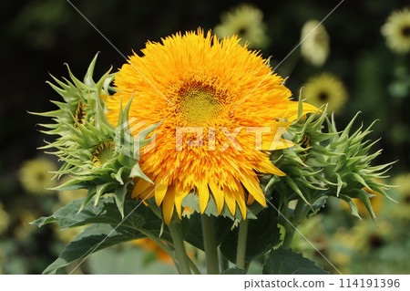 The summer sun is the source of sunflower vitality The summer sun is the source of sunflower vitality 114191396