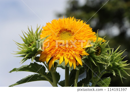 The summer sun is the source of sunflower vitality - 9 The summer sun is the source of sunflower vitality - 9 114191397