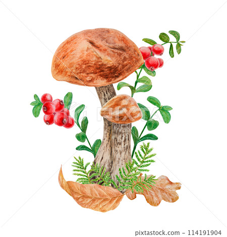 Wild mushroom, dry leaves, red berries, moss watercolor handdrawn botanical realistic illustration. Forest boletus, cranberry branch clip art for printing on fabric, card, invitation, menu, farm print 114191904