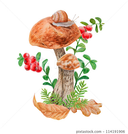 Boletus, dry leaves, red berries, snail. Watercolor hand drawn realistic botanical illustration with wild forest mushroom, cranberry for eco goods, card, poster, natural herbal medicine, book, sticker 114191906
