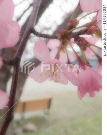 宏觀春天櫻花 114192034
