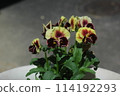 Viola 114192293