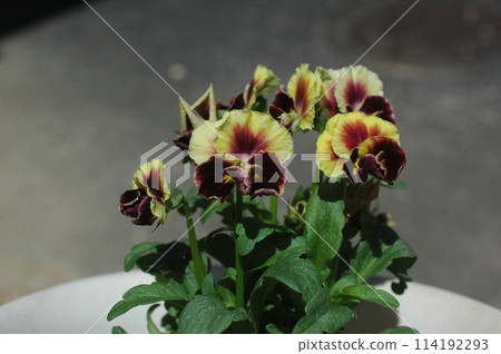 Viola Viola 114192293