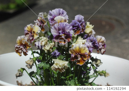 Viola Viola 114192294