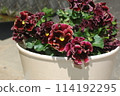 Pansy Low Grape Antoinette 114192295