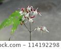 i Epimedium red and white celebration 114192298