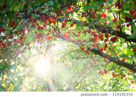 Branch with red gumi berries Branch with red gumi berries 114192350
