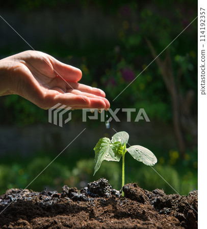 Male hand watering small plant 114192357