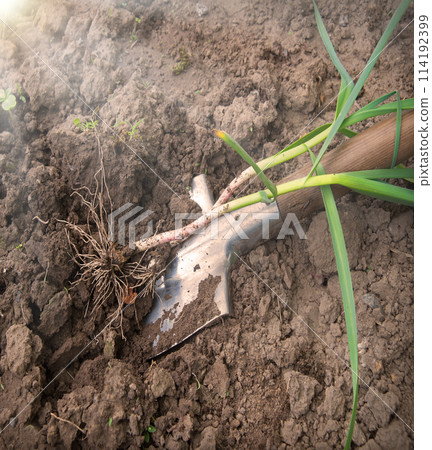Shovel digging garlic from the soil 114192399