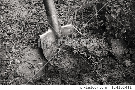 Digging virgin soil among the flowers Digging virgin soil among the flowers 114192411