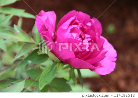 Like a flower blooming with strength and dignity Like a flower blooming with strength and dignity 114192518