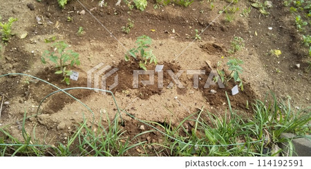 種植夏季蔬菜番茄苗 114192591