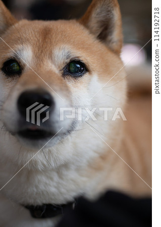 柴犬臉朝上 柴犬臉朝上 114192718