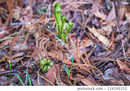 Goni naturally growing in the field Goni naturally growing in the field 114193152