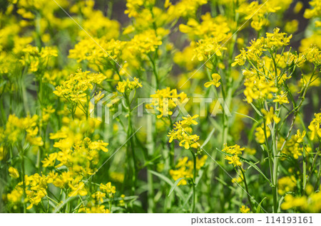 水菜油菜花 水菜油菜花 114193161