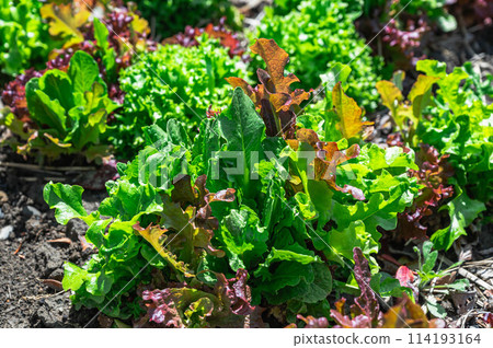 來自家庭花園的混合生菜 來自家庭花園的混合生菜 114193164