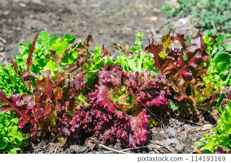 來自家庭花園的混合生菜 114193169