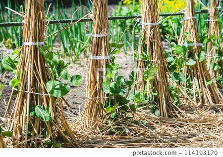 菜田裡的沙耶豌豆 114193170