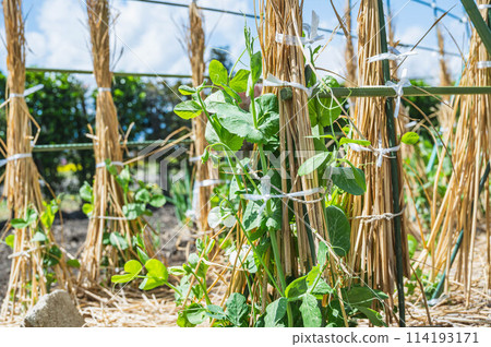 Snow peas in a field with flowers 114193171