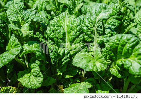 Bonito greens from the field Bonito greens from the field 114193173