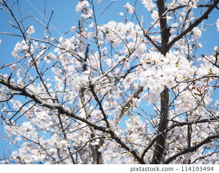 Sakura that shines in the blue sky Sakura that shines in the blue sky 114193494