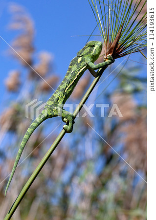 Chameleon in the reed beds of the Okavango Delta - Botswana 114193615