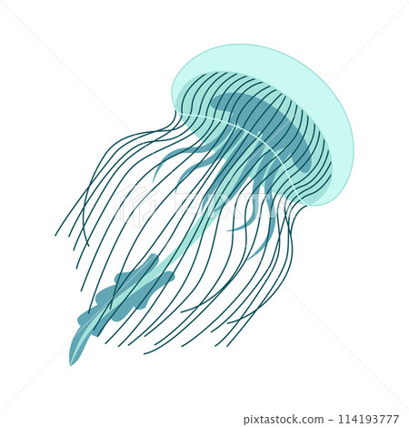 Cartoon jellyfish trendy flat style. Vector illustration jellyfish isolated on white 114193777