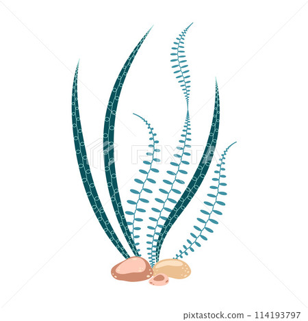 Seaweed. Hand drawn algae colorful seaweed. Modern flat illustration.  114193797