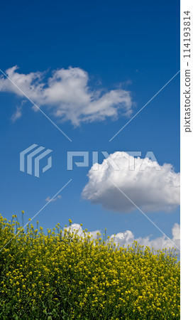 A bank of blooming rape blossoms and a blue sky 114193814
