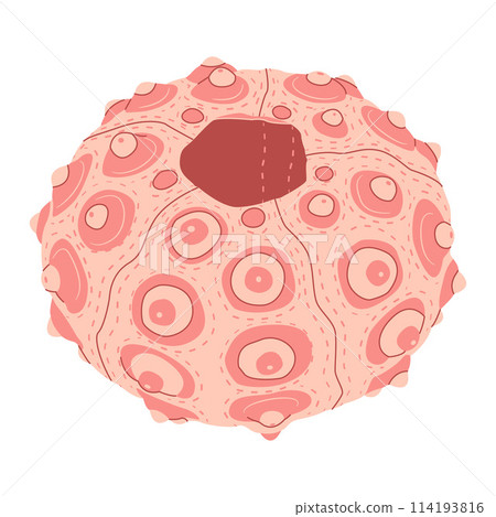 Sea urchin, vector flat Isolated on a white background.  114193816