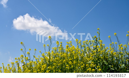 A bank of blooming rape blossoms and a blue sky 114193817
