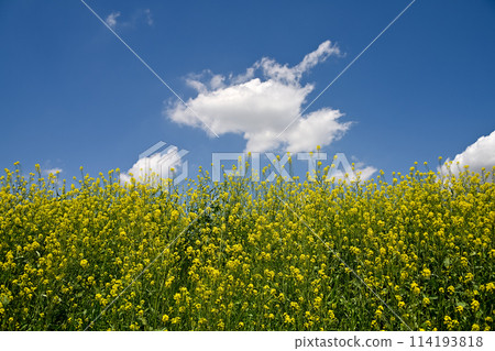 盛開的油菜花和藍天的銀行 114193818