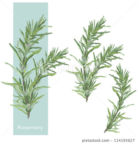Rosemary, essential oils, aroma Rosemary, essential oils, aroma 114193827