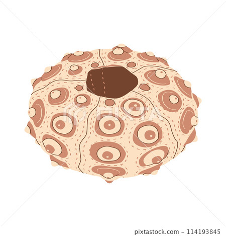 Sea urchin, vector flat Isolated on a white background. Sea urchin, vector flat Isolated on a white background. 114193845