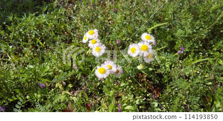 Haldione白花 114193850