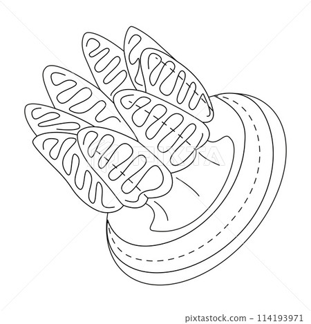Jellyfish black and white line art illustration. Art therapy Coloring page 114193971