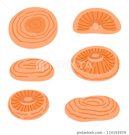 Saffron milk cap. Edible forest mushroom delicious milk cap 114193979