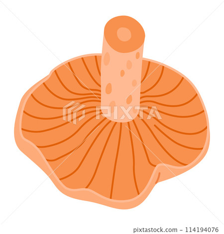 Saffron milk cap. Edible forest mushroom delicious milk cap 114194076