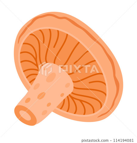 Saffron milk cap. Edible forest mushroom delicious milk cap 114194081