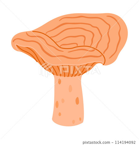 Saffron milk cap. Edible forest mushroom delicious milk cap Saffron milk cap. Edible forest mushroom delicious milk cap 114194092