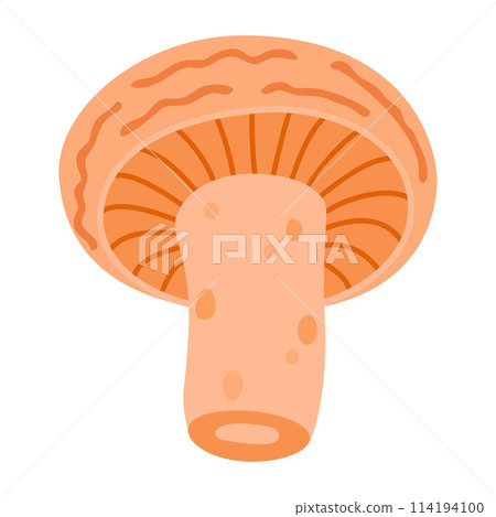 Saffron milk cap. Edible forest mushroom delicious milk cap 114194100