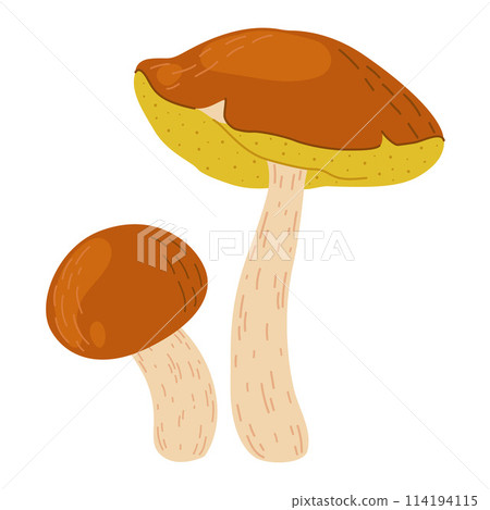 Suillus mushroom. Edible fungus. Cartoon flat style isolated on the white 114194115