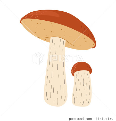Orange birch bolete mushroom. Leccinum fungi 114194139