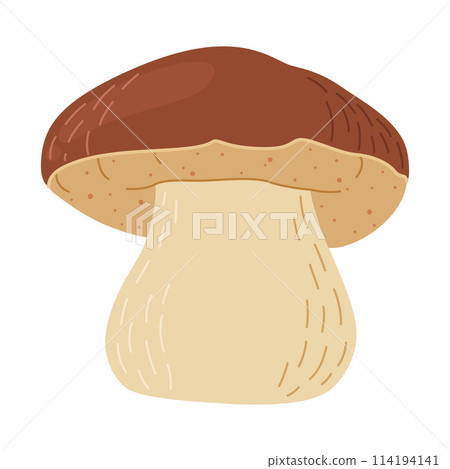Boletus edulis forest mushroom. Hand drawn Porcini.  114194141