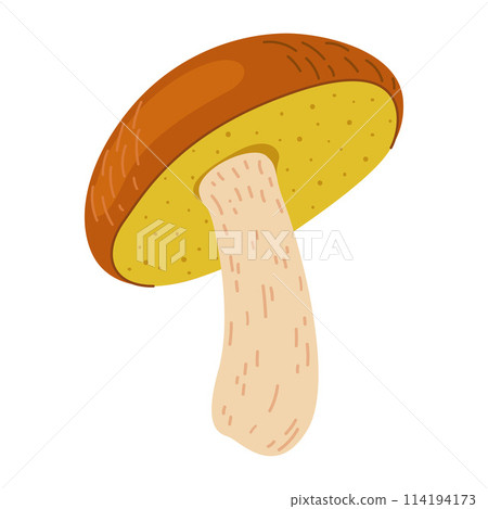 Suillus mushroom. Edible fungus. Cartoon flat style isolated on the white 114194173