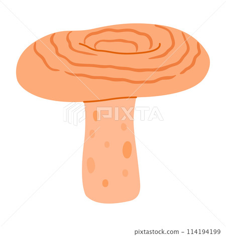 Saffron milk cap. Edible forest mushroom delicious milk cap 114194199