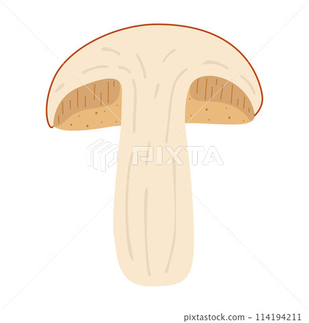 Orange birch bolete. halved mushroom Leccinum fungi 114194211